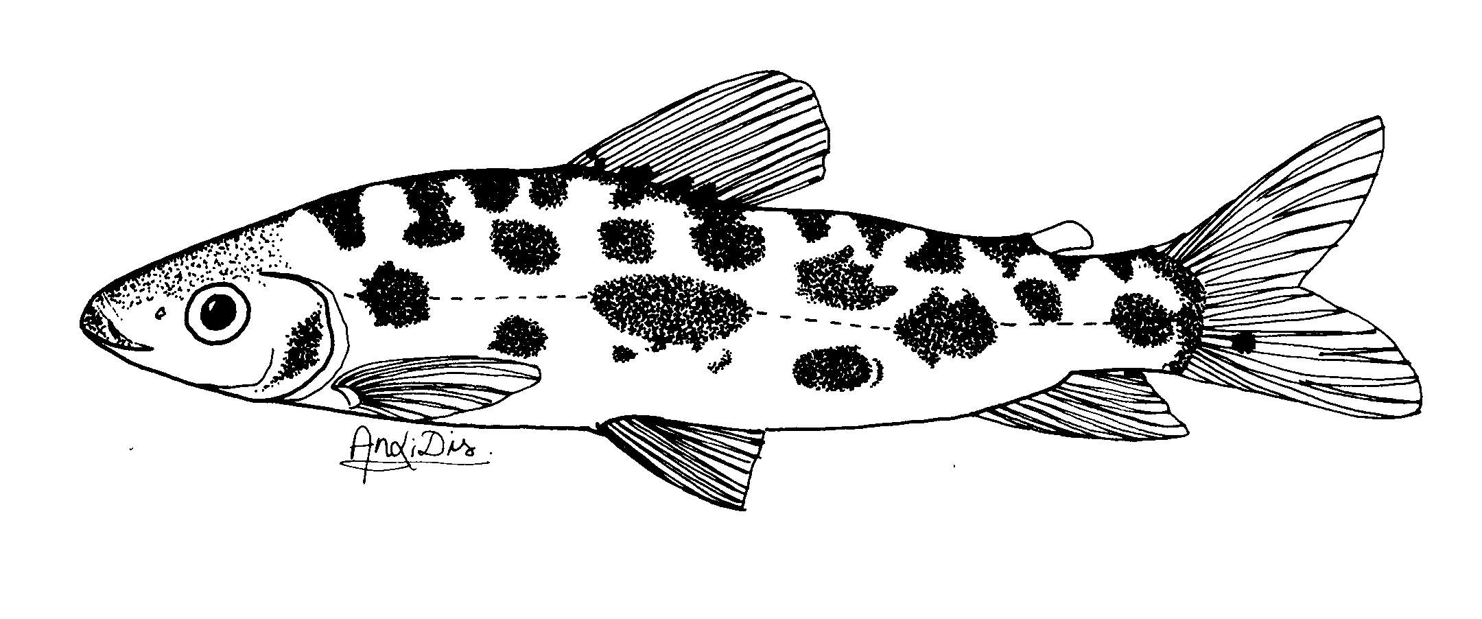 Leporinus maculatus drawing